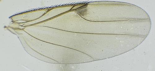 Réf. 354 588 : Spiniphora maculata